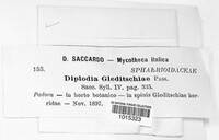 Diplodia gleditschiae image